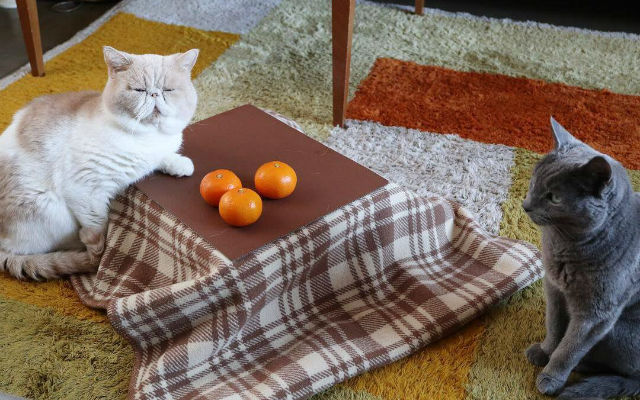 New Mini Kotatsu For Cats Gives Kitties Warm Winter Refuge