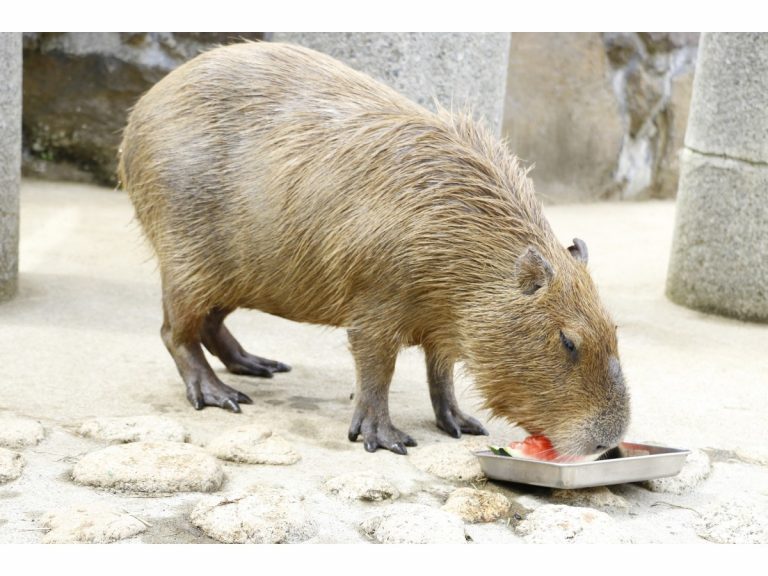 Japanese zoos team up to host Capylympics to crown gold medal watermelon eating Capybara