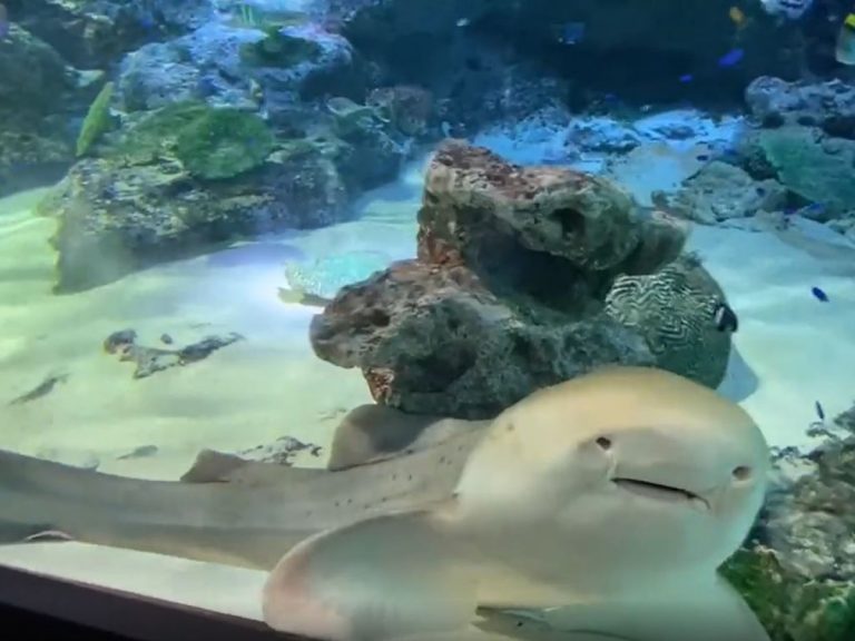 Apathetic shark getting nibbled on at Japanese aquarium charms crowd for more than one reason