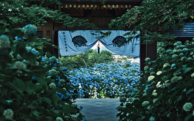 Breathtaking photos of countryside temple’s hydrangeas shows of underrated beauty of rainy season in Japan