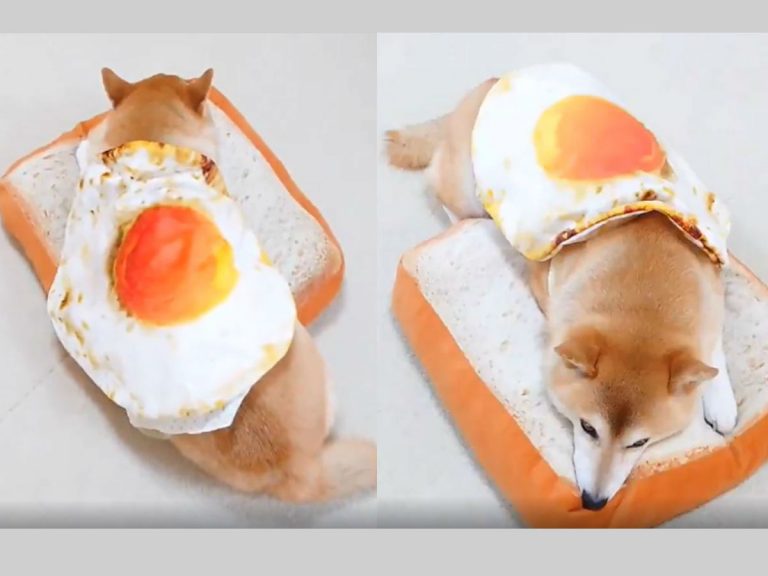Shiba inu makes the cutest bed and breakfasts ever with food blanket and beds