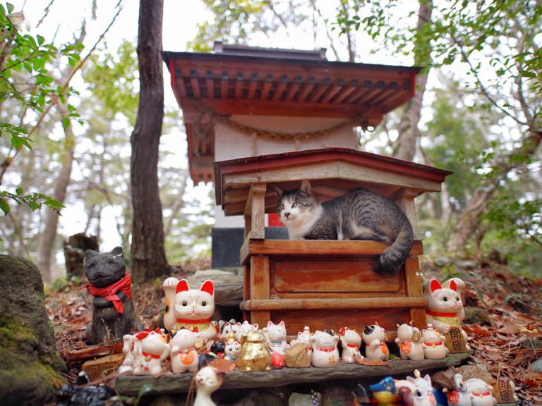 Cats taking refuge from rain at shrine for cats look like feline deities