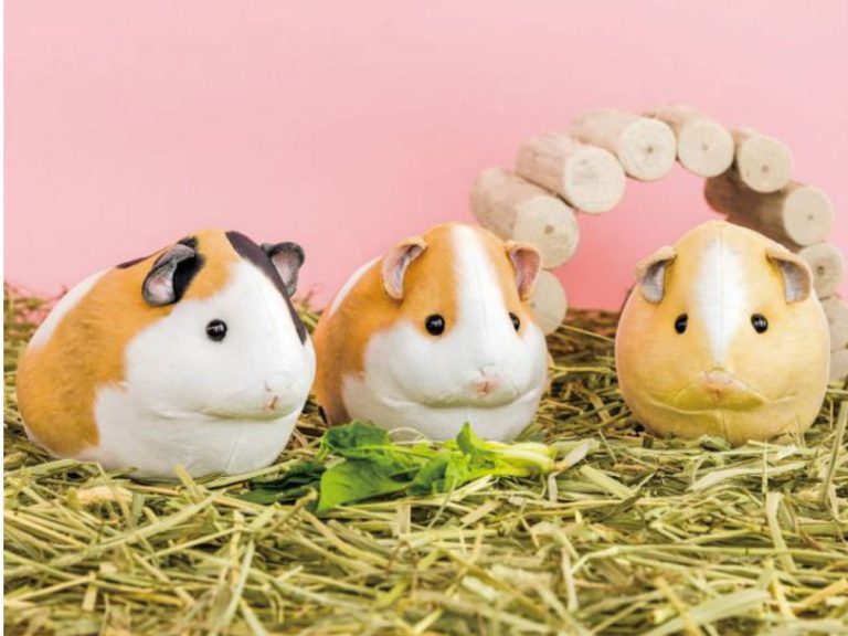 Plump and squishy realistic guinea pig pouches are just as cute as the real deal