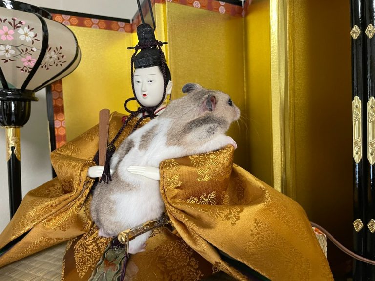 Hamster celebrates Girl’s Day in Japan with traditional doll boyfriend