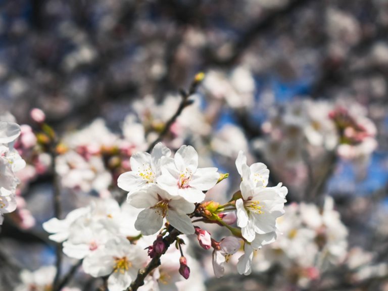 SAKURA 🌸5 Things You — and Some Japanese — Might Not Know About Cherry Blossoms