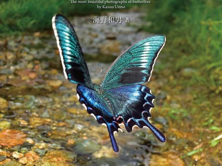 Japanese photographer publishes encyclopedia of world’s most beautiful butterflies