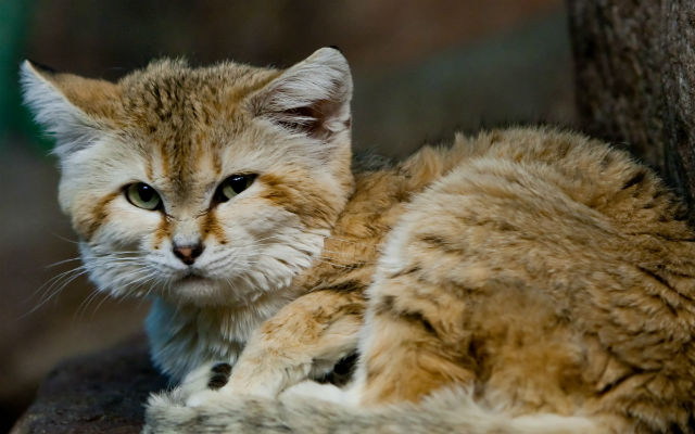 Desert Sand Cats, The World's Smallest Wild Cat Species Are Coming to  Japan! – grape Japan