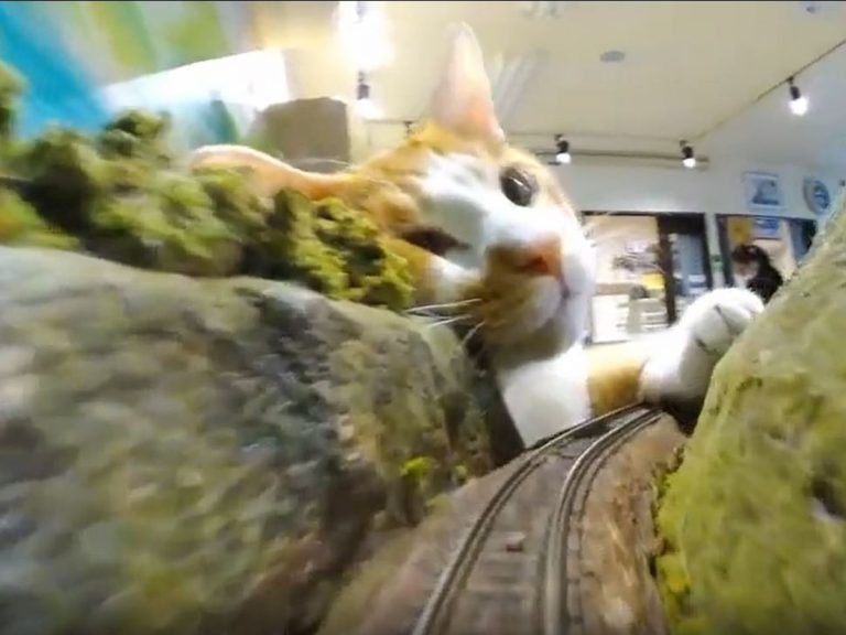 Stray cats that saved diorama restaurant from closure during pandemic rampage as kitty kaiju