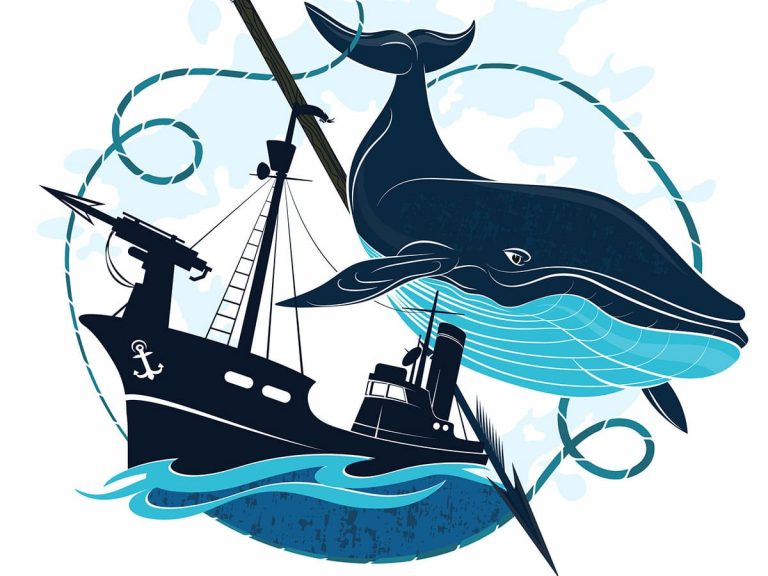 Japanese politicians and whalers ignore criticism as whaling industry is revived