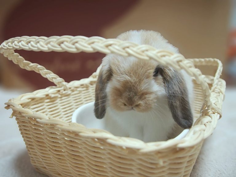 Do you know how an abandoned bunny feels? Foster parent’s plea moves netizens to tears