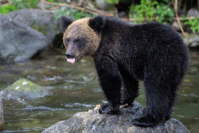 82-year old Hiroshima woman fends off bear attack by punching it and knocking it down