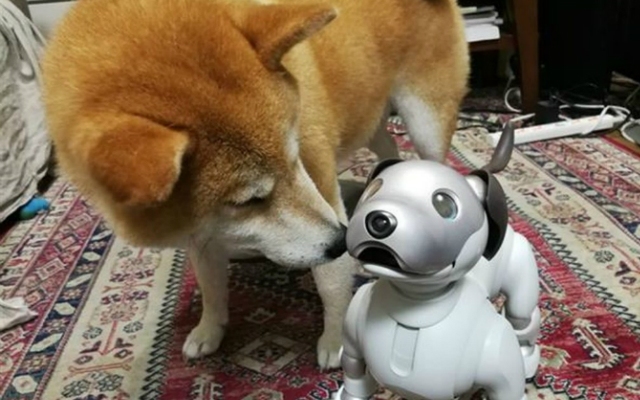 [PHOTOS] Sony Experiment: Dogs Recognize Robot ‘aibo’ as Living Creature