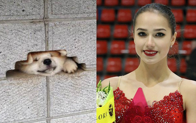 Why Russian Olympic Skater’s Japanese Akita Dog Could Be Both Troublesome and Endearing