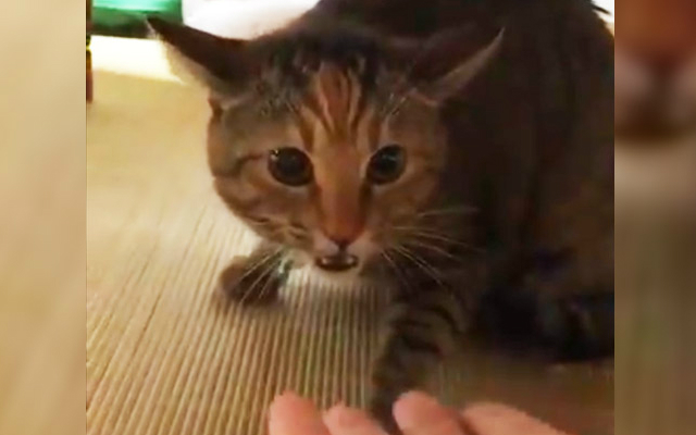 Watch Japanese Cat’s Violent Reaction to Being Cheated on With Another Cat