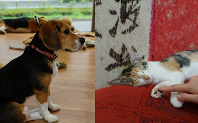 The Best Pet Cafes in Tokyo for Animal Lovers