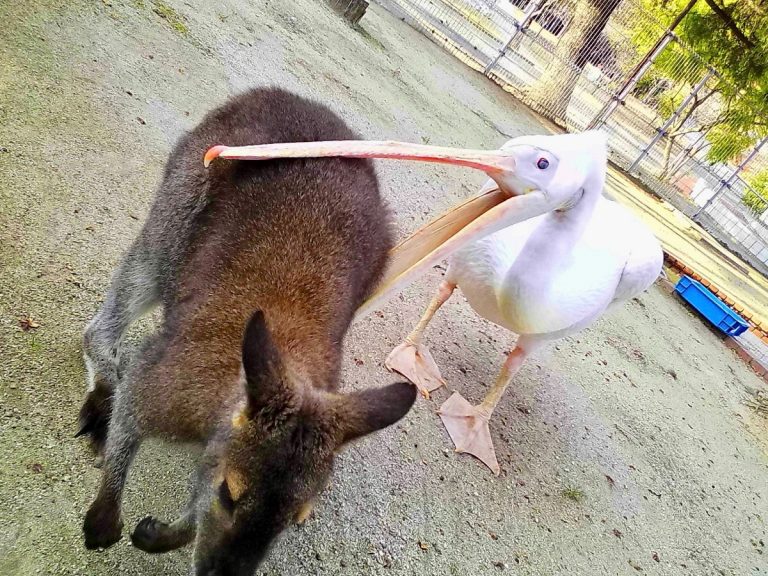 Pelican just can’t contain excitement when she sees her wallaby friend