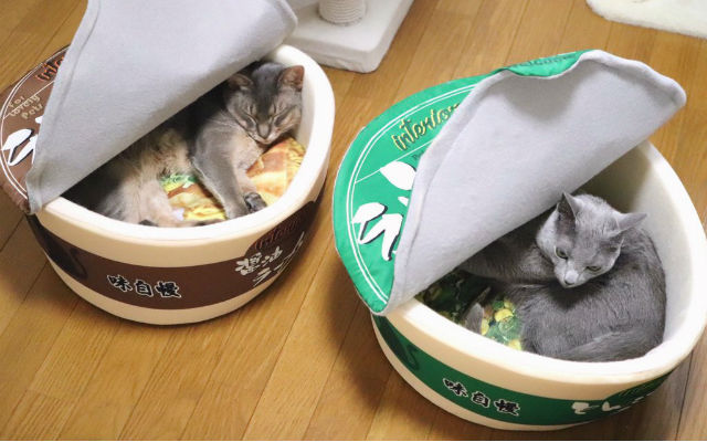 Two cats fall in noodle love with cup Japanese noodle beds