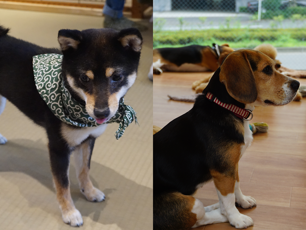 Best 3 Dog Cafes in Tokyo: Full Guide – grape Japan