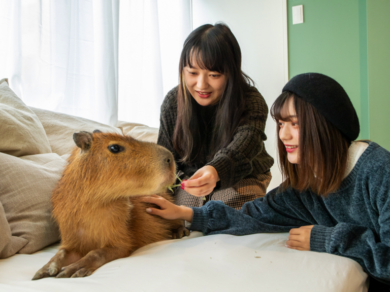 Japan’s First Capybara Cat Cafe Lets You Enjoy a Coffee with Cute Critters in Tokyo