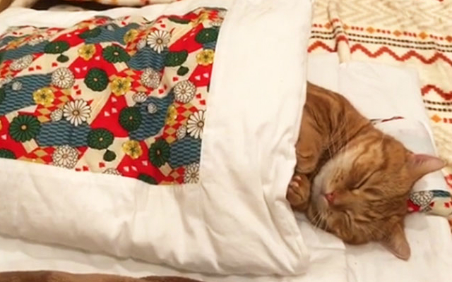 Video of Munchkin Cat Sleeping in a Tiny Japanese Bed is So Wholesome