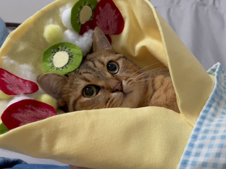 Japanese pet owner’s handmade crepe swaddling for cats looks ridiculously comfortable