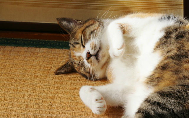 Rent a Cat Companion When You Stay at This Traditonal Japanese Ryokan Inn