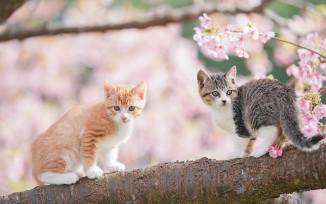 Japanese Photographer Snaps Charming Scene Of Cats Playing On Cherry Blossom Tree