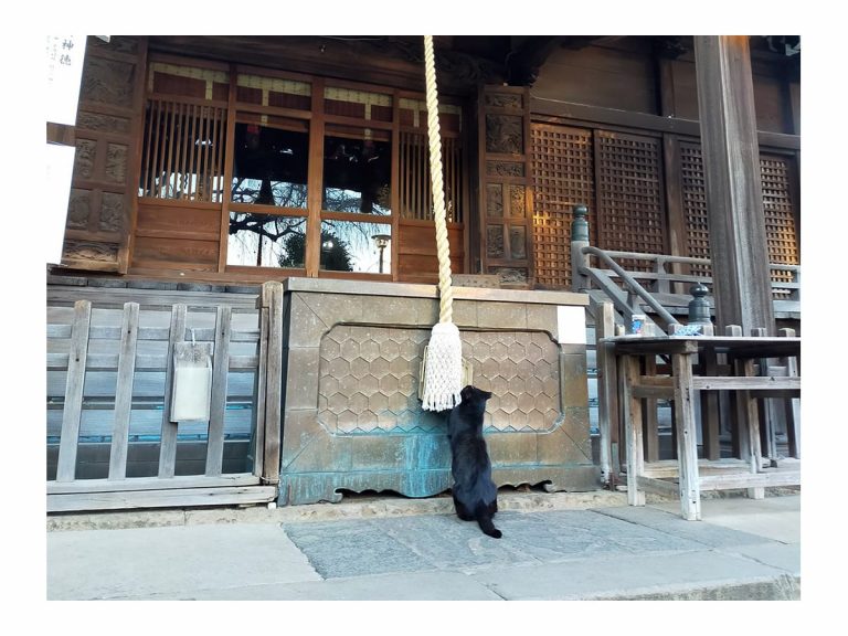 Black cat witnessed “praying” at Japanese shrine during New Year visiting time