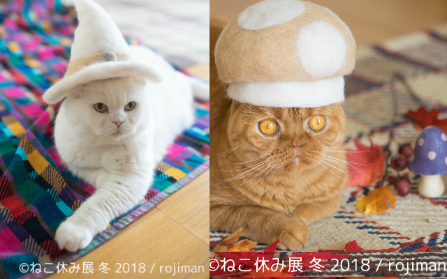 Japanese Couple Make Hats for Cats Using Their Own Fur, Turning Them into Donald Trump and Princess Leia