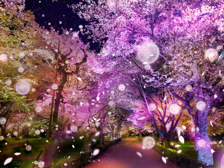 Naked’s Dazzling Digital Cherry Blossom Art Coming to Kyoto World Heritage Site Nijo Castle
