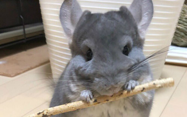 Japanese Owner Makes Witch’s Broom for Chinchilla But the End Result is More Like Chinderella