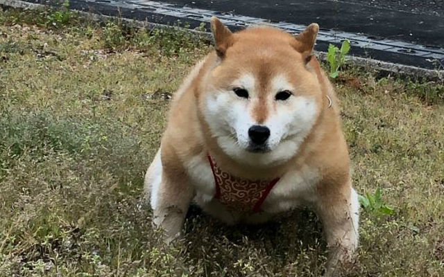 Big Chonk Shiba Inu Turns Into Sumo Dog While Answering The Call Of Nature