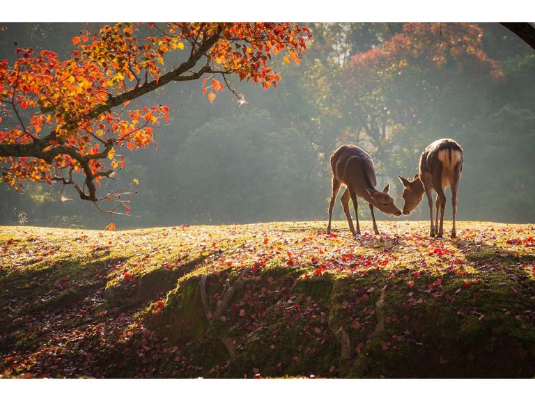 Contest-winning photo shows a fairytale scene of fawns in Nara and beautiful fall foliage