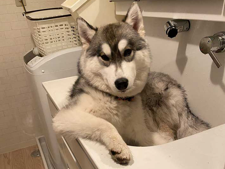 Move over handsome gorilla, this cool husky is Japan’s latest viral good-looking animal