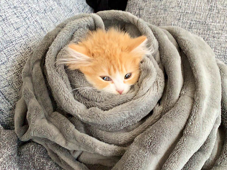 Japanese kitten wrapped up warm after getting a bath is now everyone’s relatable winter mascot