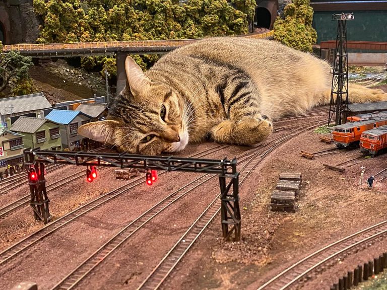 Viral image of “giant cat blocking railroad tracks” & other gems from Diorama Restaurant