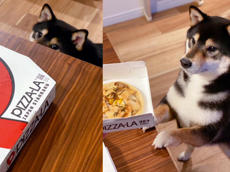 Shiba inu looking overjoyed with ‘takeout’ pizza made just for dogs is cutest photo set of the week