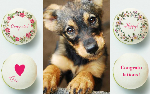 Tokyo Confectioners Offer Chance to Win Macaron With Your Dog’s Face On It
