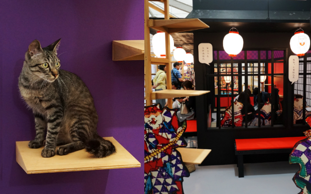 Tokyo’s Adorable Edo Period Themed Cat Cafe Puts the Hiss into History