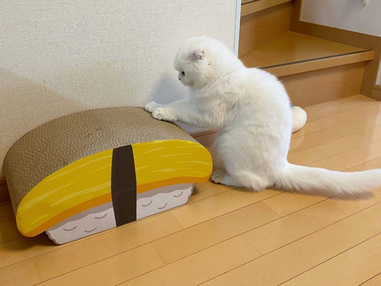 Too cute sushi scratching posts turns cats into purrfect sushi chefs