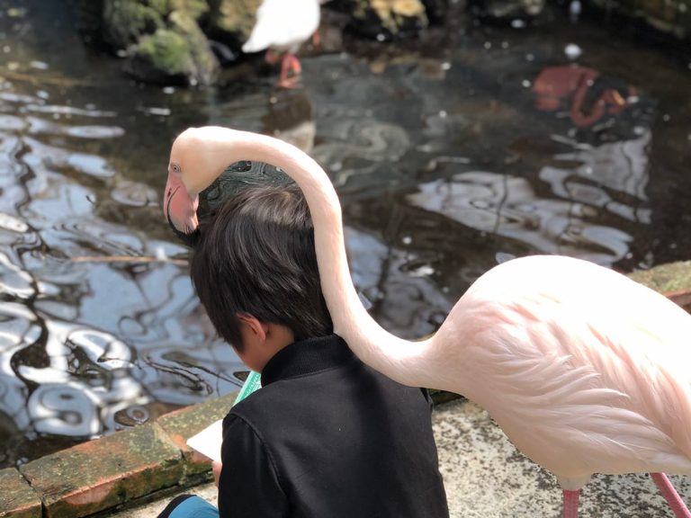 Boy at Japanese zoo gets a living “plumed helmet” from a curious flamingo