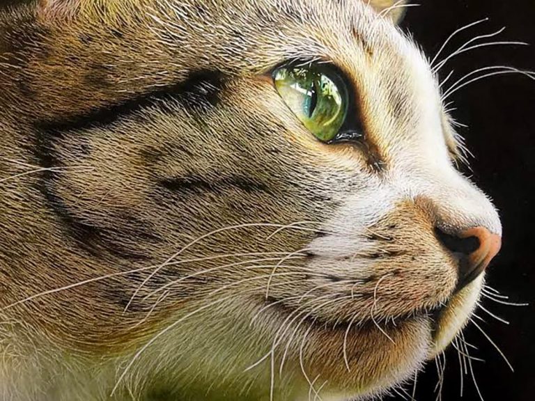 Japanese color pencil artist’s animal drawings keep getting more amazing and more adorable