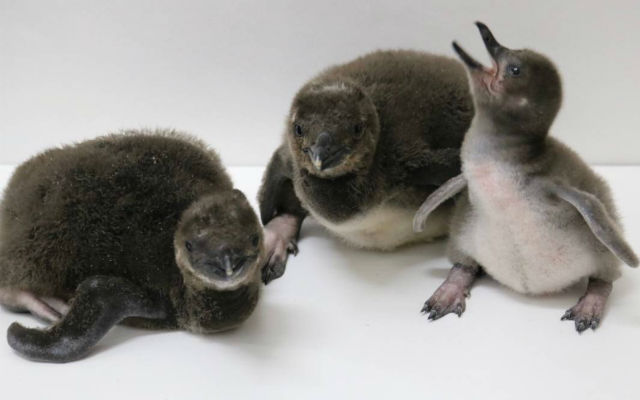 Life goes on despite COVID-19: Penguins born at Sumida Aquarium!