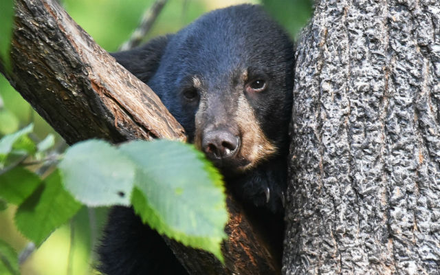 Plans set in motion to help repopulate and protect endangered black bears in Shikoku