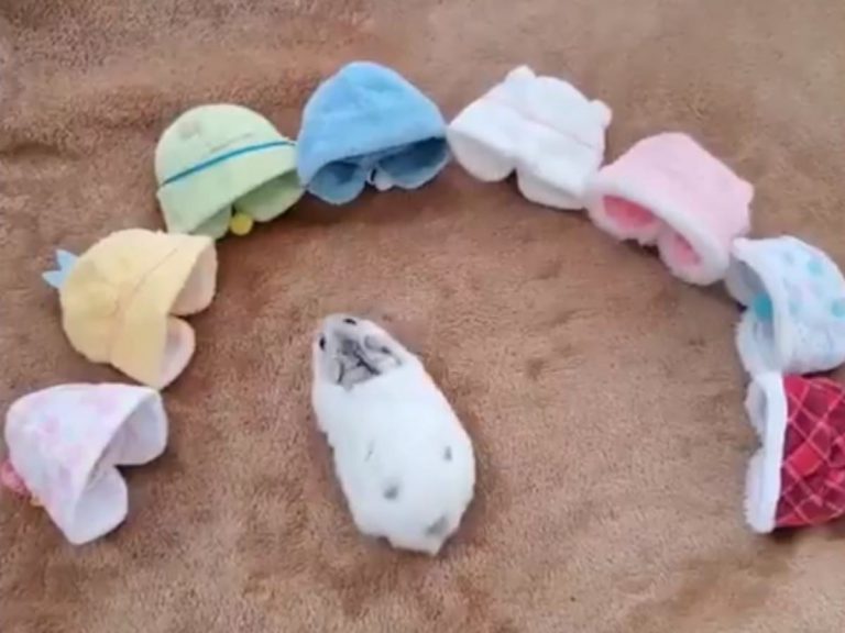 Even this adorable little hamster is picking out a new outfit for spring