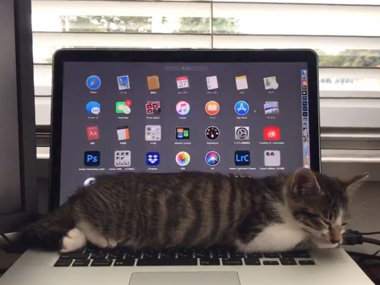 Kitten Controls Computer with its Breath