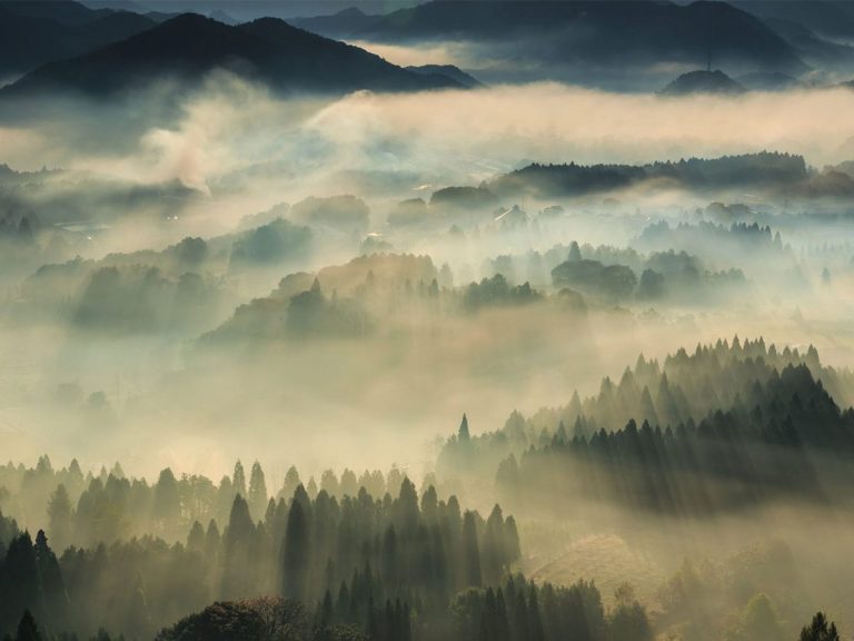 Kyoto photographer captures a mystical photo of a forest scene draped in morning mist