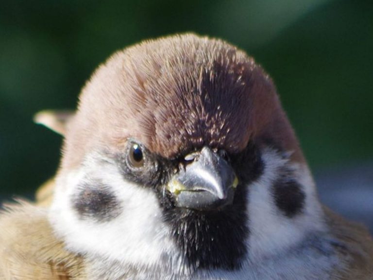 Melting sparrow makes people’s heart melt in Japan