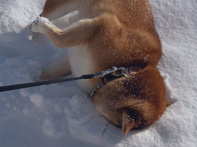 Owner has a chuckle at playful shiba inu in the snow