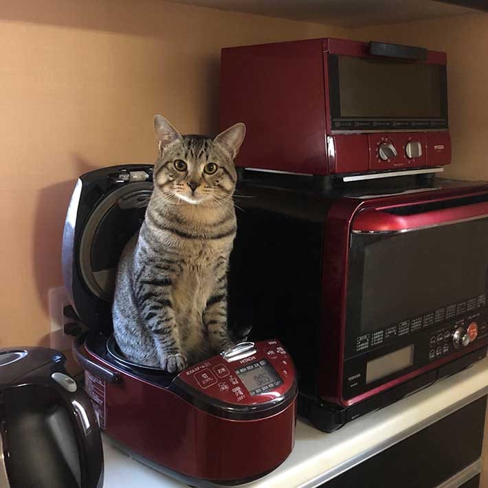 Don’t look now but something has appeared from the rice cooker